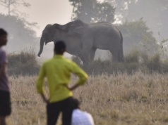 Trwa obława na słonia. Co najmniej 20 ofiar śmiertelnych w dziewięć dni