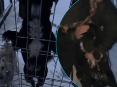 Trwa alarmowa akcja ratunkowa. Schronisko w likwidacji. Walka o życie ponad 200 psów