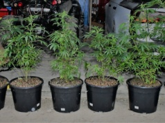 Cztery osoby zatrzymane. Policja szacuje wartość narkotykowego procederu na ok. 45 tys. zł