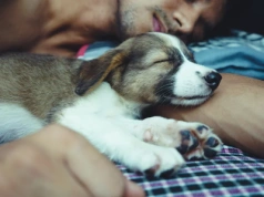 Spanie ze zwierzakiem może szkodzić? Eksperci obalają mity