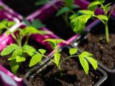 "Jesteśmy jedyni na świecie". Polacy stworzyli ekodoniczki, które nawożą rośliny i... znikają w ziemi