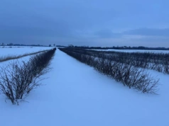 Śnieg chroni rośliny przed mrozem. Sprawdź jak dobrze