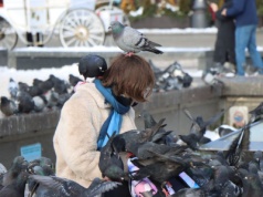 Kraków w obiektywie. Tak mroźne dni spędzają najsłynniejsi mieszkańcy Rynku