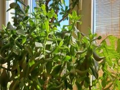 Grubosz nagle gubi liście? Zrób to natychmiast – inaczej stracisz całe drzewko