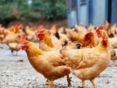 Wirus rzekomego pomoru drobiu zaatakował. Pierwszy przypadek w historii tego regionu