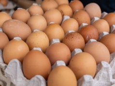 Czy z jajka ze sklepu może wykluć się kurczak? Ekspert wyjaśnia