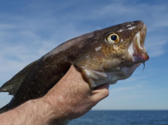 Cena skażenia rtęcią: Siedem gatunków ryb, którymi można się delektować, i siedem, których należy unikać