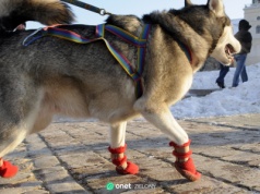 Apel krakowskiego schroniska wywołał burzę w sieci. "Poziom jadu aż zatyka"