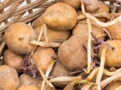 Nigdy nie kładź jej obok ziemniaków. Puszczą kiełki szybciej niż myślisz