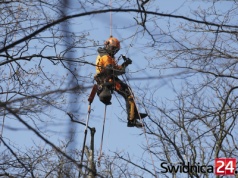 Około 80 drzew do wycinki z powodu złego stanu. Zakończono inwentaryzację świdnickiej zieleni