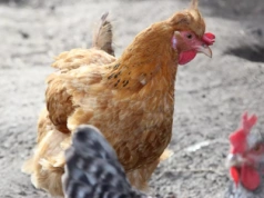 Rzekomy pomór drobiu nadal szkodzi fermom w kraju. Nowe dane GIW