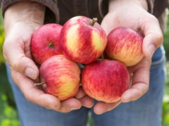 Tej części jabłka nie jedz. To może mieć poważne konsekwencje