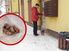 Kolejny truciciel zwierząt?  Mieszkańcy Osiedla Gigant coraz częściej znajdują zatrute jedzenie