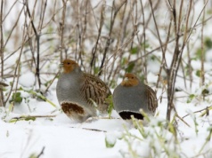 Znikają z polskiego krajobrazu. Ich populacja drastycznie spadła