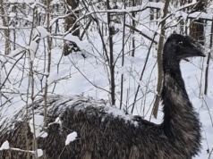 Leśnicy znaleźli nietypowego uciekiniera. Był cały w śniegu