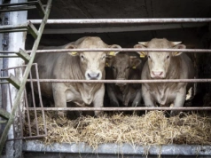 Bydło droższe niż miesiąc temu. Jakie są aktualne ceny byków, krów i jałówek?