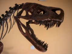 W Portugalii znaleziono jaja dinozaura sprzed 150 mln lat