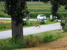Coraz częstsze wypadki z udziałem zwierząt. Jak postępować w takiej sytuacji?