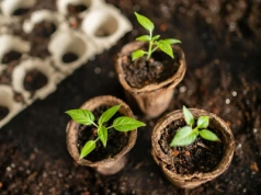 Jeśli nie posiejesz teraz, nie zdąży owocować. Dla papryki styczeń ma znaczenie