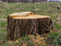 Bez chemii i rozkopywania ogrodu. Tak pozbędziesz się pnia bez wysiłku
