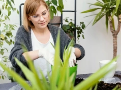 Zaparz herbatkę i wlej do doniczki. Ziemiórki znikają bez chemii – sprawdziłam