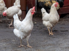 Rzekomy pomór drobiu wraca po latach. Hiszpania zgłasza pierwsze ogniska od 2022 roku