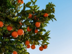 Włosi rzucają wyzwanie mafii. Nawet pomarańcze mają być legalne