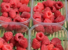 Mało malin z Hiszpanii i Portugalii. Jakość nierówna, ceny wysokie