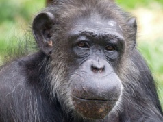 Nie żyje genialna szympansica. Czytała po angielsku i chińsku