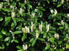 Ten krzew robi furorę w polskich ogrodach. Zachwyca cały rok i rośnie błyskawicznie