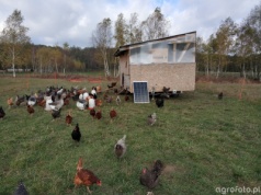 Rekompensaty za ptasią grypę. ARiMR podała zasady rozliczenia