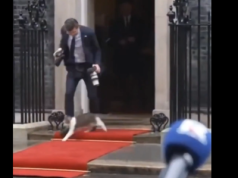 Zabawna sytuacja w Londynie. Fotograf Nawrockiego… wpadł na kota