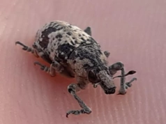 Buraki pod presją szkodnika. Lubelscy rolnicy ostrzegają: bez decyzji rządu uprawy znikną z pól