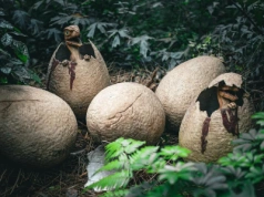 Jaja dinozaurów w Portugalii. W niektórych znajdują się jeszcze niewyklute gady