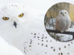 W Szczecinie pojawiła się rzadka sowa. "Przyniosła list z Hogwartu?"