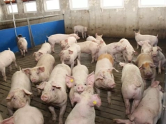 Tuczniki tańsze nawet o 60 gr. Jakie są ceny świń w Polsce?