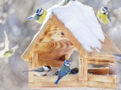 Dokarmianie ptaków zimą nie wystarczy, by przetrwały. Zapominamy o kluczowej rzeczy