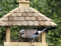 W karmnikach zjawia się prawdziwa perła. Przyciąga ją jedna rzecz
