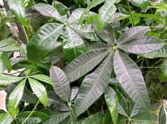 Podlewałam ją źle przez lata. Teraz ta odżywka uratowała pachirę w środku zimy