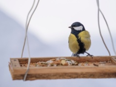 Te ziarna znikają najszybciej. Czym karmić ptaki, by zimą wróciły?