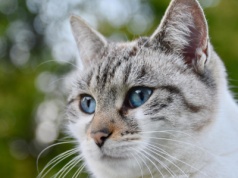 Środki na pchły i kleszcze dla psów i kotów zagrażają środowisku