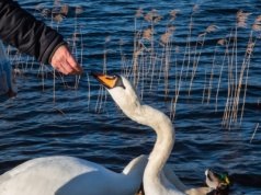 Czym karmić kaczki i łabędzie w parku? Ugotuj i pokrój w kostkę