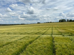 RAGT przejmuje jęczmień browarny Syngenty. Nowy układ sił na rynku nasion