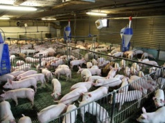 Ceny tuczników są katastrofalnie niskie, ale jest światełko w tunelu. Realna szansa na poprawę