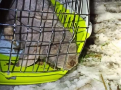 Horror na działkach we Wrocławiu. Cztery króliki zamarzły, trzy ledwo odratowano