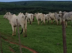 Jak umowa z Mercosur wpłynie na rolnictwo? Eksperci SGGW wskazują korzyści i ryzyka
