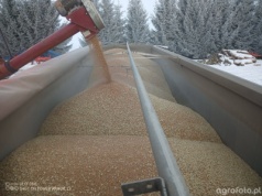 Ceny zbóż pod presją. Rząd i branża szukają rozwiązań