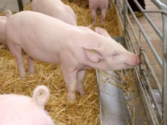 Dania: Ceny warchlaków najniższe od niemal czterech lat