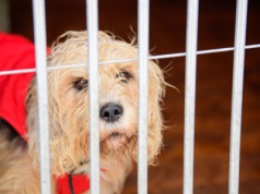 Schronisko dla zwierząt w Łodzi zmieni się nie do poznania