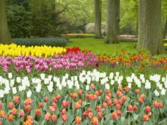 W Polsce śnieg i mróz, a tam kwitną tulipany. W tym kraju w styczniu mają swoje święto